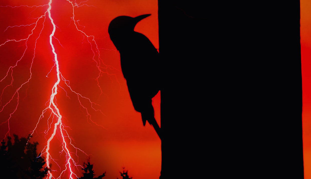 Corrie ten Boom on the Woodpecker and the Lightning Bolt
